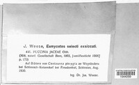 Puccinia jaceae image